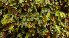 Hymenophyllum armstrongii
