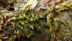 Hymenophyllum armstrongii