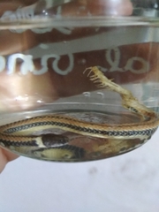 Phalotris lemniscatus