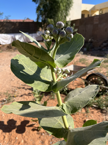 giant milkweed