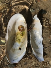 Utterbackiana implicata