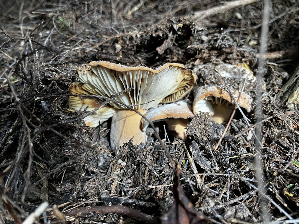 Lactifluus clarkeae · January 2026 · photo: © mikoikoi (iNaturalist, cc0)
