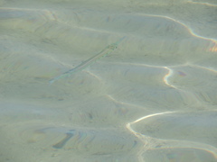 Platybelone argalus