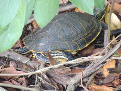 Trachemys venusta iversoni