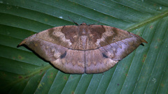 Oxydia bilinea