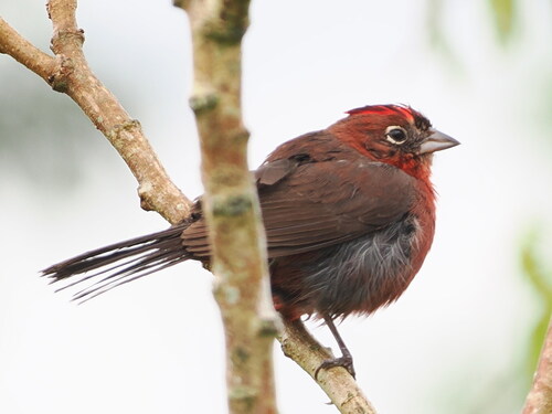 Red Pileated Finch (Coryphospingus cucullatus), photo 4