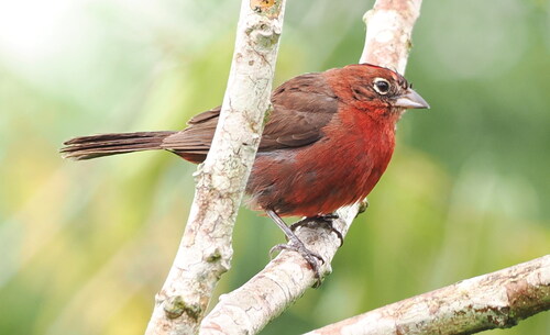 Red Pileated Finch (Coryphospingus cucullatus), photo 5