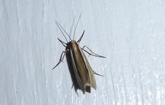 Orocrambus ramosellus