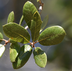 Quercus brandegeei