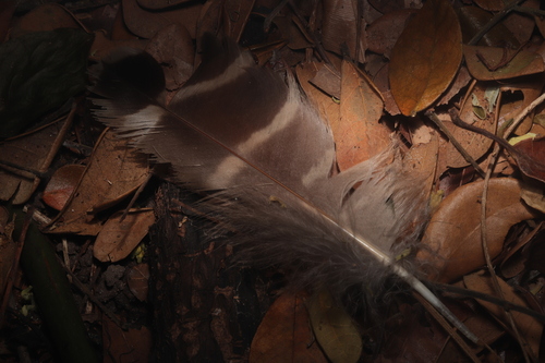 Buffy Fish Owl (Ketupa ketupu), photo 6