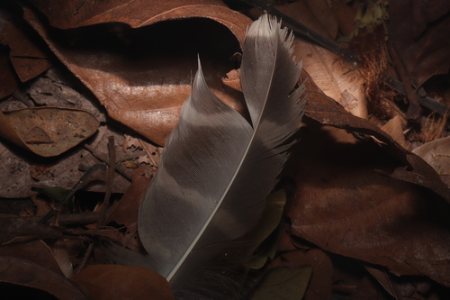 Buffy Fish Owl (Ketupa ketupu), photo 5