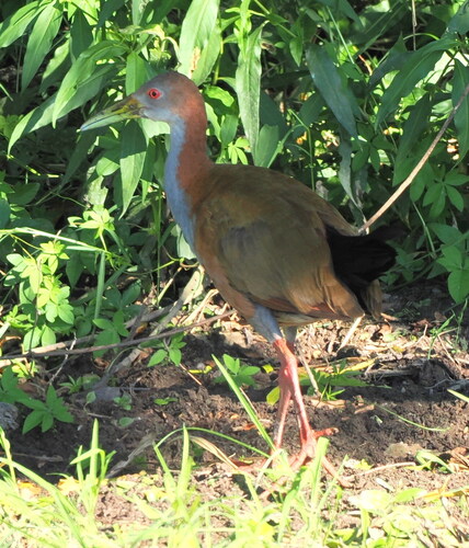 Giant Wood Rail (Aramides ypecaha), photo 7