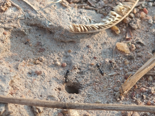 Asian Tyrant Ant