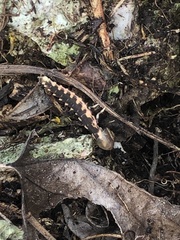 Pyrocoelia matsumurai