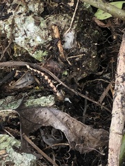 Pyrocoelia matsumurai