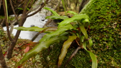 Notogrammitis rigida