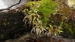 Notogrammitis rigida