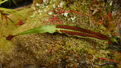 Notogrammitis rigida