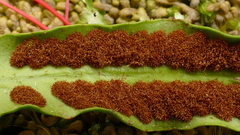 Notogrammitis rigida