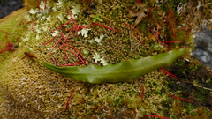 Notogrammitis rigida