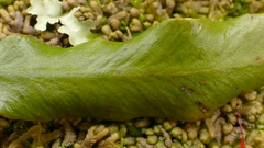 Notogrammitis rigida