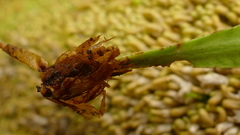 Notogrammitis rigida