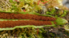 Notogrammitis rigida