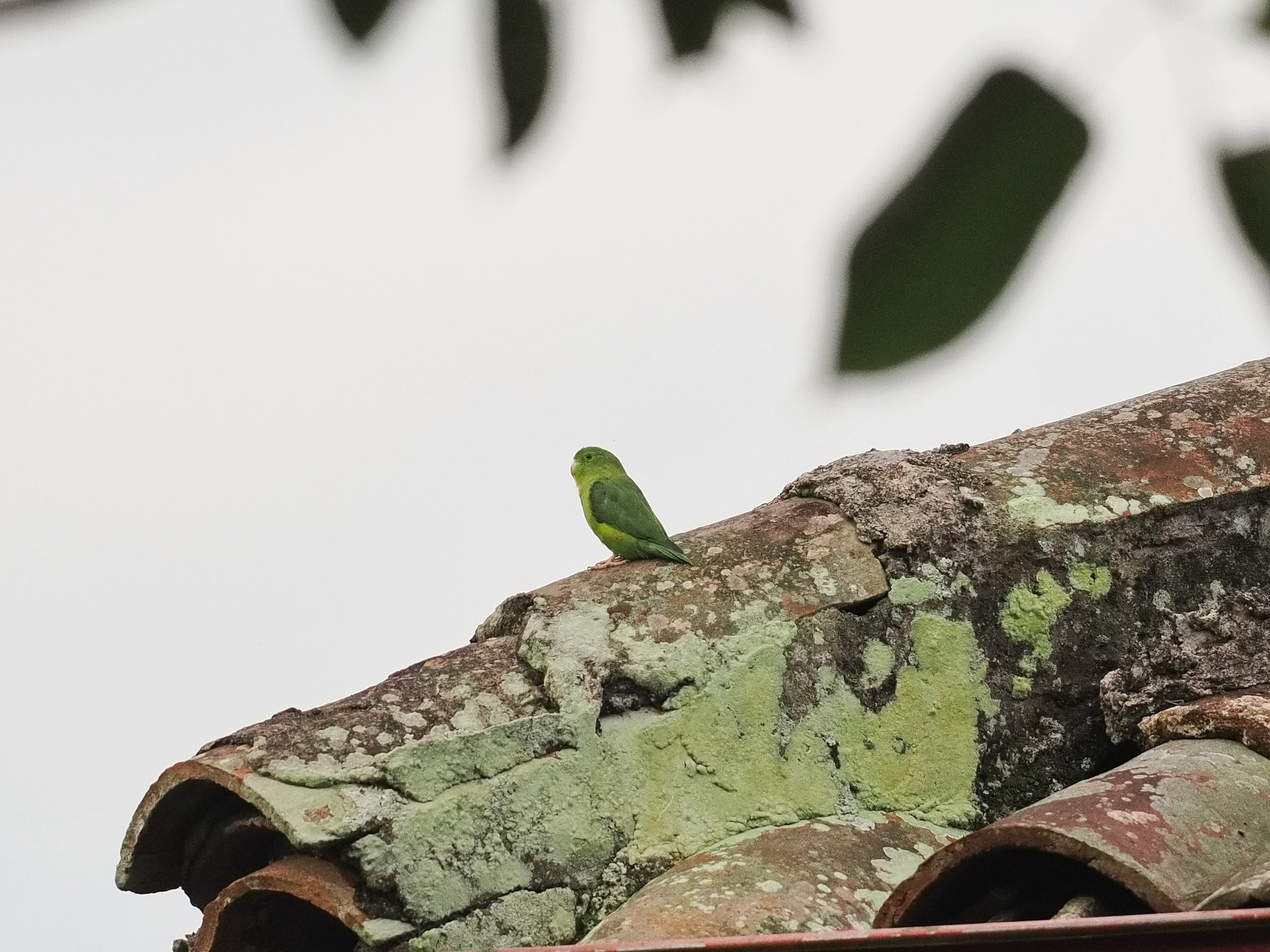 Spectacled Parrotlet (Forpus conspicillatus), photo 1