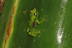 Guibemantis pulcher