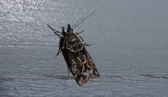 Eudonia submarginalis