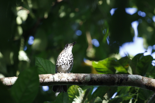 Spot-winged Thrush (Geokichla spiloptera)