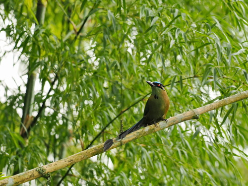 Andean Motmot (Momotus aequatorialis)