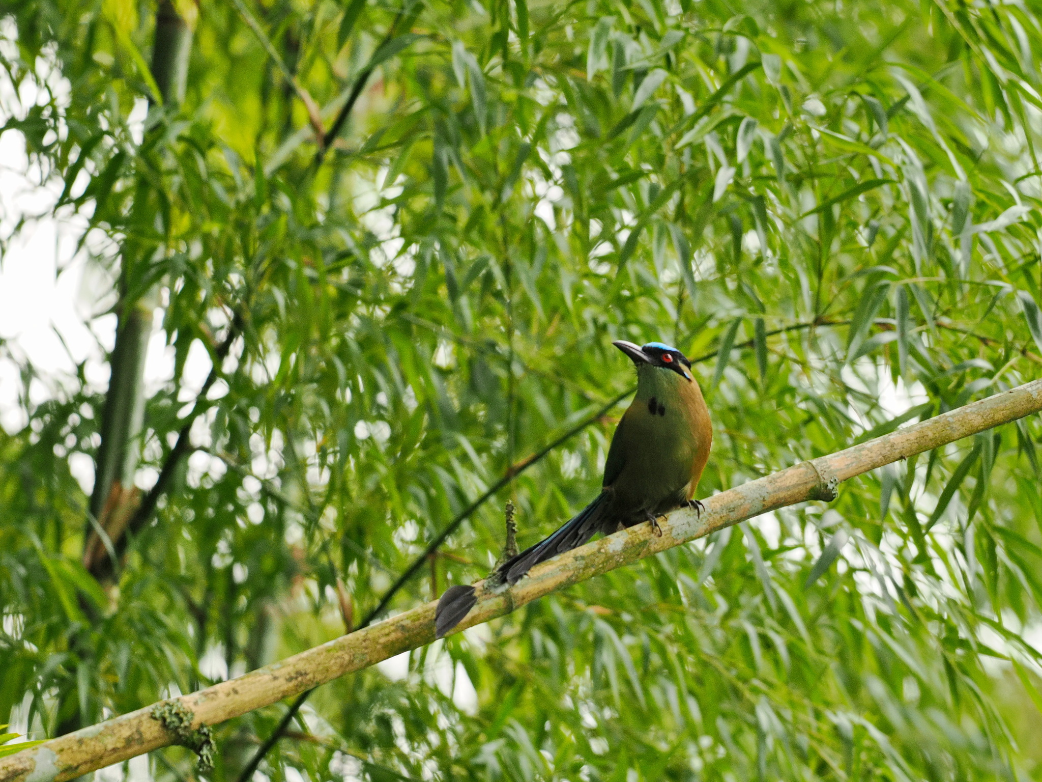 Andean Motmot (Momotus aequatorialis), photo 1