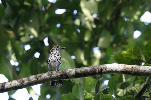 Spot-winged Thrush (Geokichla spiloptera), photo 2