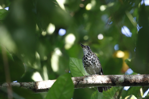 Spot-winged Thrush (Geokichla spiloptera), photo 6