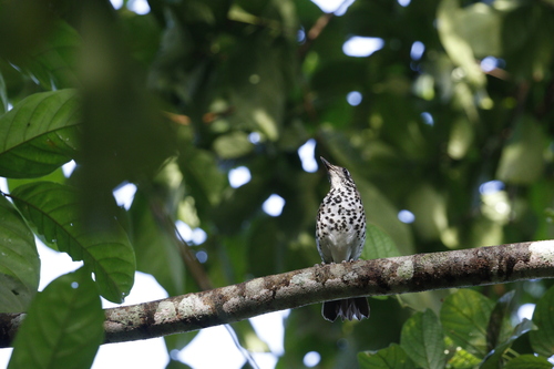Spot-winged Thrush (Geokichla spiloptera), photo 5