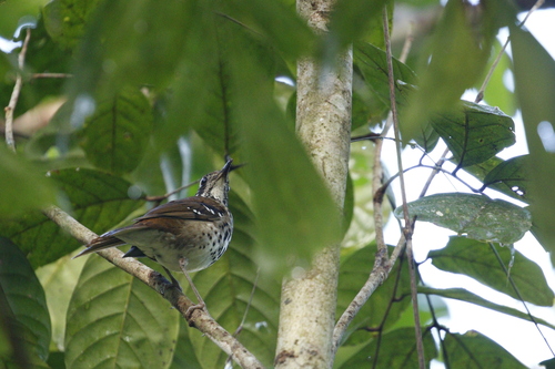 Spot-winged Thrush (Geokichla spiloptera), photo 8