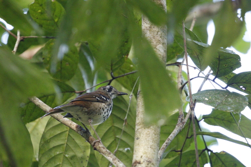 Spot-winged Thrush (Geokichla spiloptera), photo 7