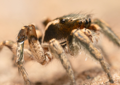 Habronattus anepsius