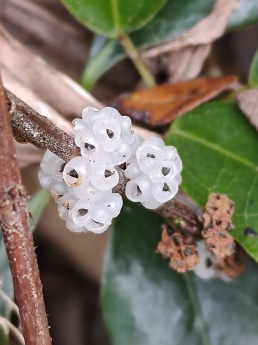 Debregeasia edulis