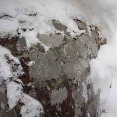 Pseudephebe minuscula