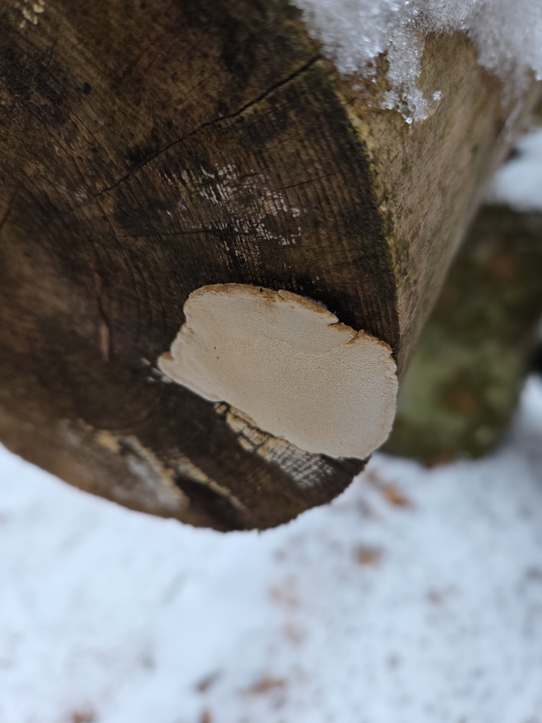 Fomitopsis serialis · February 2026 · photo: © pankral (iNaturalist, cc-by)