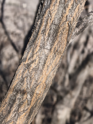 Carpinus turczaninovii iNat (2)