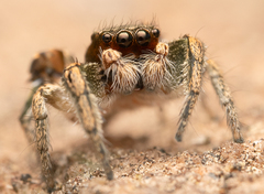 Habronattus anepsius