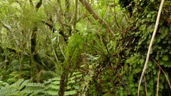 Hymenophyllum pulcherrimum image