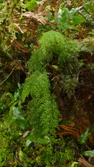 Hymenophyllum pulcherrimum image