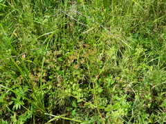 Cicuta douglasii