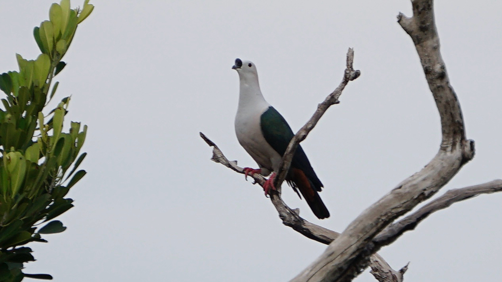 Spice Imperial Pigeon (Ducula myristicivora)