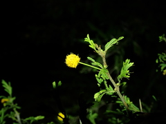 Vachellia tortuosa