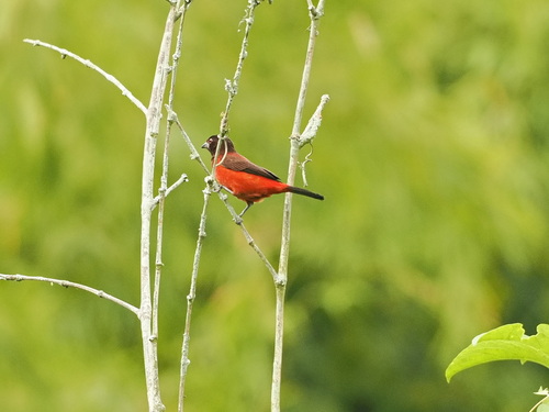 Crimson-backed Tanager (Ramphocelus dimidiatus), photo 4